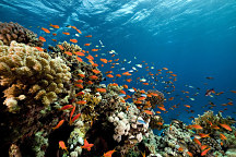 Obraz Koralový útes zs1130